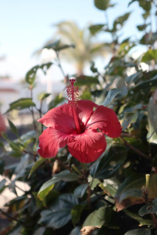 Sun Beach Holiday Caleta De Fuste Dış mekan fotoğraf